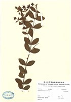 藏品(臺灣金絲桃)的圖片